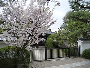 参道脇の八重桜