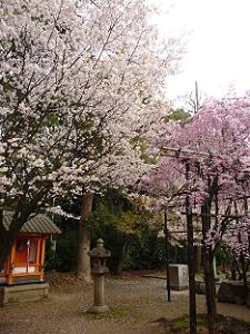 本殿脇の背の高い桜