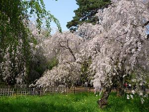 糸桜と芝生