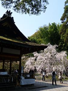 拝殿脇の枝垂れ桜