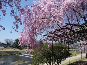 賀茂川と八重紅枝垂れ桜