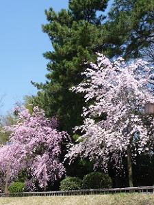 白くなった枝垂れ桜と見ごろの枝垂れ桜