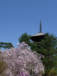枝垂れ桜と五重塔