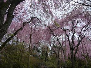 桜苑の八重紅枝垂れ桜