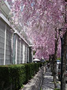 歩道に降り注ぐ桜