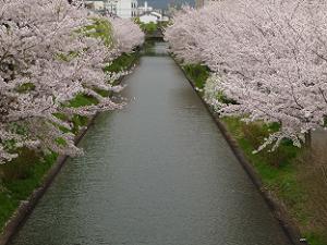 宇治川派流の両岸の桜