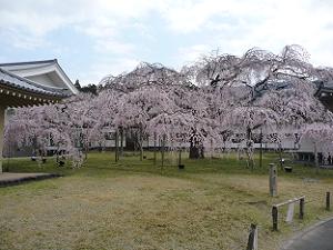 醍醐寺霊宝館の枝垂れ桜