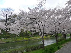 宇治川派流の桜
