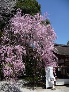 上賀茂神社のみあれ桜
