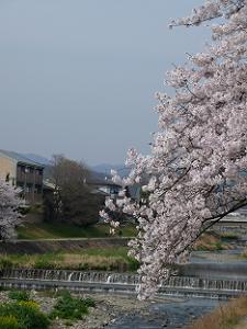 桜と高野川
