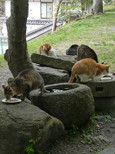 食事中のネコたち