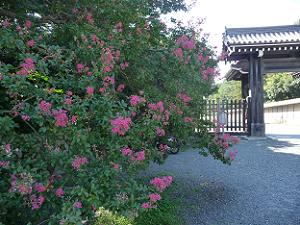 京都御苑のサルスベリ