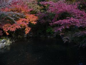 寿庵前の池の紅葉