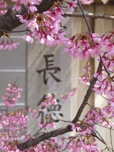 長徳寺とオカメ桜