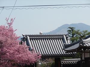 オカメ桜と大文字山