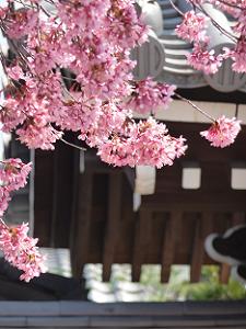 オカメ桜のアップ