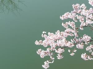 疎水と桜