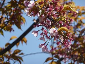 蜂須賀桜のアップ