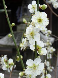 縦に並んだ白い花