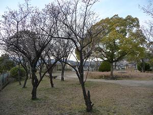 公園の西側の梅の木