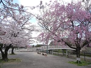 安居橋付近の枝垂れ桜