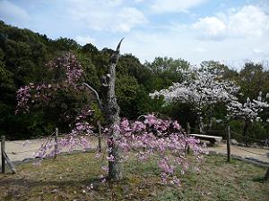枝垂れ桜とソメイヨシノ