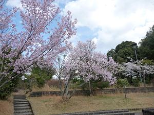 早咲きの桜は満開