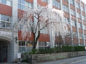 平安女学院の枝垂れ桜