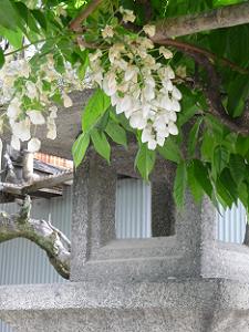 丈の短い白い藤の花