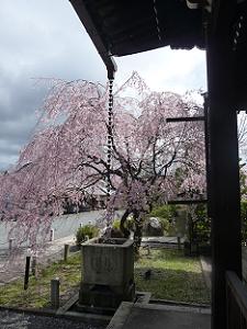 大書院脇の枝垂れ桜