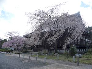 大書院前の枝垂れ桜
