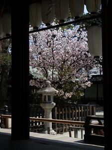 舞殿越しに見る左近の桜