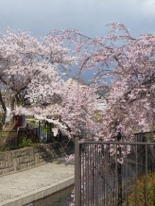 ソメイヨシノと枝垂れ桜の共演