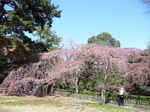 近衛邸跡の糸桜
