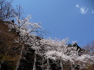 本堂下の桜