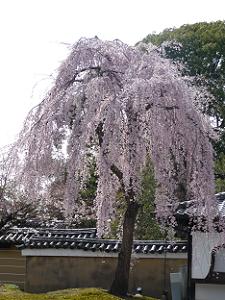 ボリューム感のある枝垂れ桜