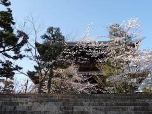 見上げる桜と山門