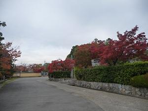 墓地付近の紅葉