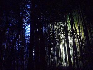 ライトアップされた竹林