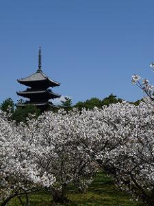 五重塔と御室桜
