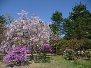 枝垂れ桜とミツバツツジ