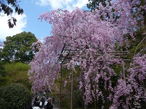 参道の枝垂れ桜
