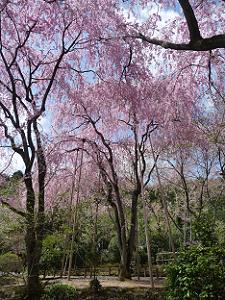 桜苑の枝垂れ桜