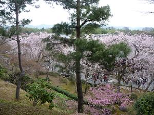 望郷の丘から眺めた桜
