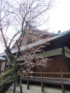 老木に咲く桜の花