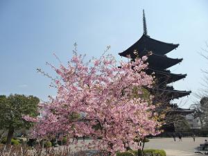 五重塔と河津桜