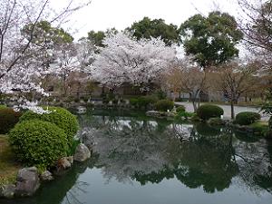 瓢箪池の桜