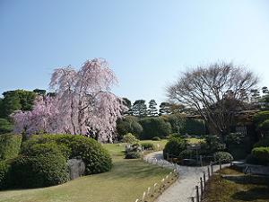 京都の桜散策コース 藤森神社 墨染寺 城南宮編 京都観光旅行のあれこれ