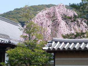 高台寺の枝垂れ桜