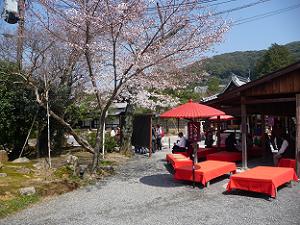 茶店の桜
